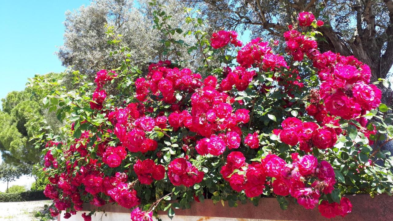 Monte Da Floresta B&B Ferreira Do Alentejo Esterno foto